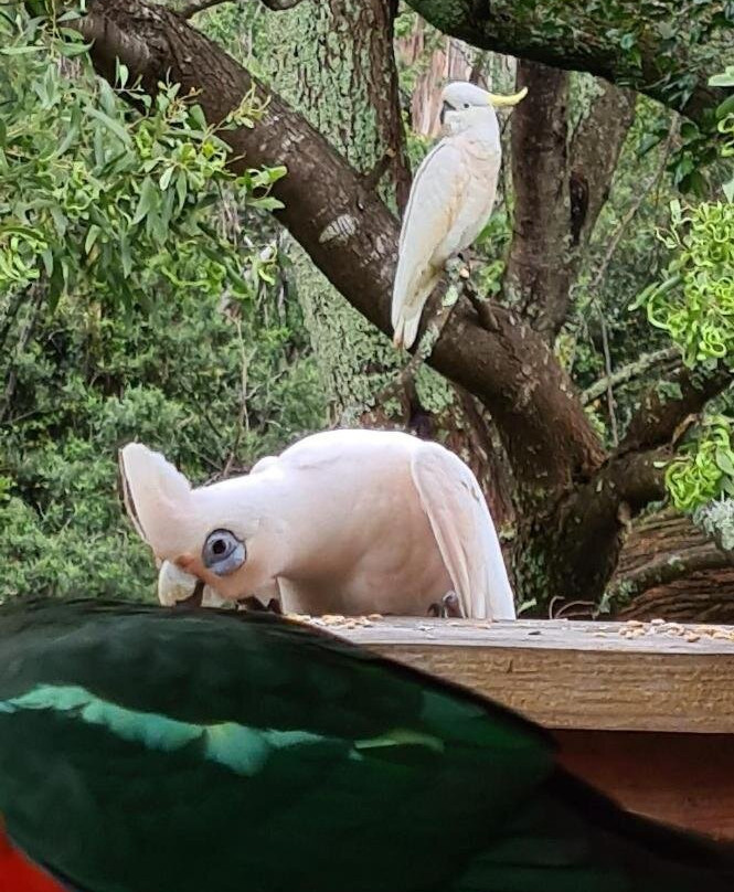 Bird Songs Getaway Accommodation