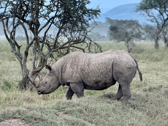 Natural World Kenya Safaris - Mombasa-蒙巴萨必去景点