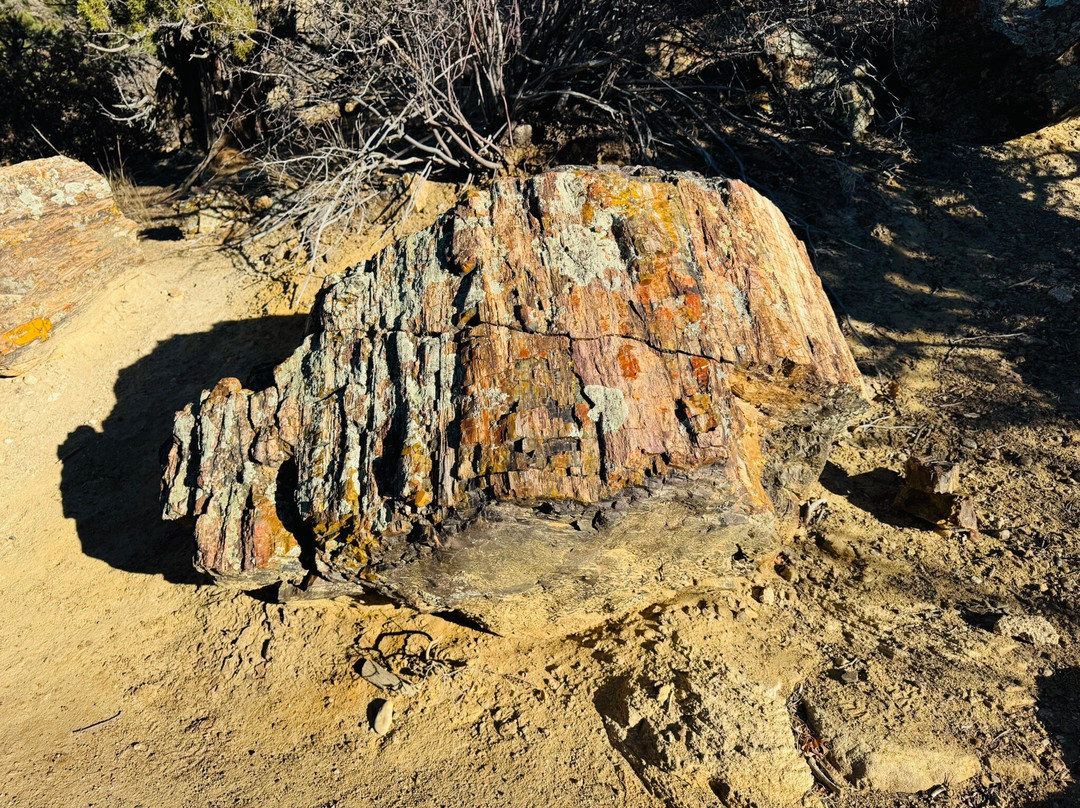 Escalante Petrified Forest State Park景点图片