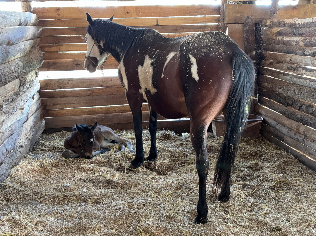 Caballos Huasca Tours