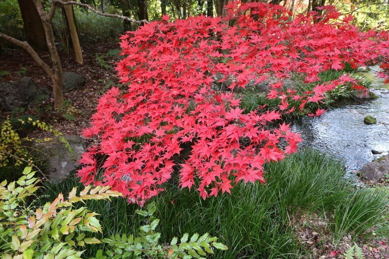 Japanese Garden-吹田市必去景点