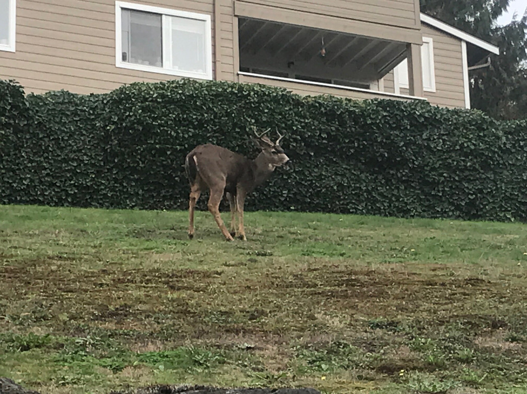 The Dog Park-格尔夫海岸必去景点