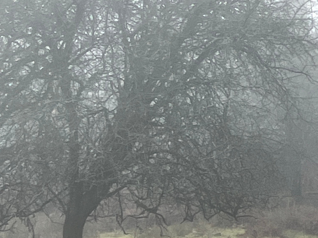 Knole Park景点图片