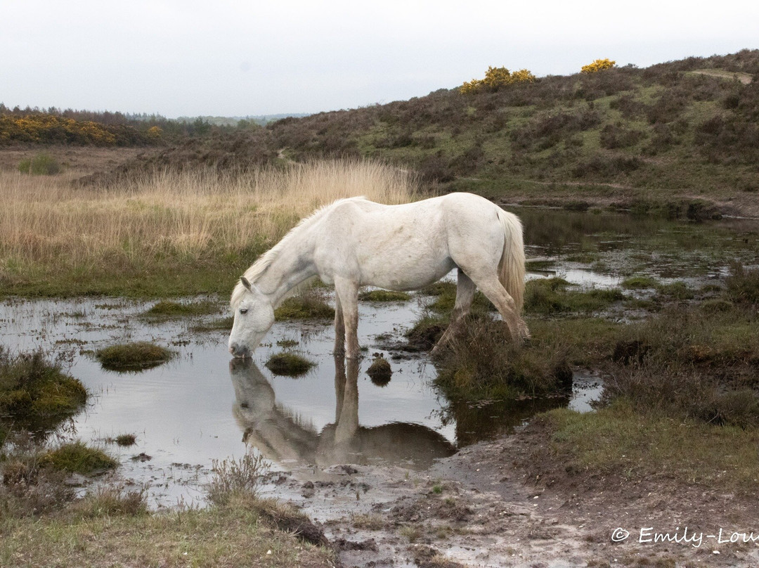 Wild New Forest Guided Tours景点图片