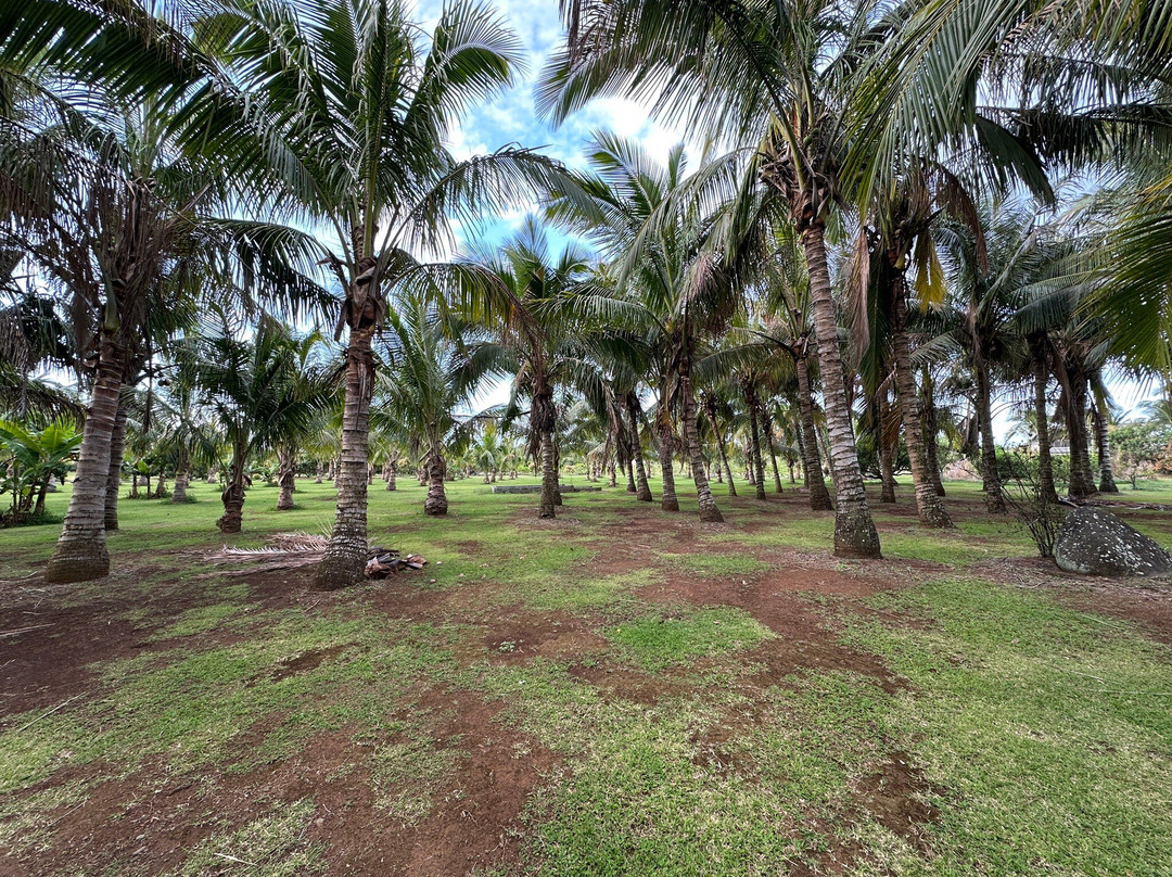 Domaine des Oiseaux Réunion