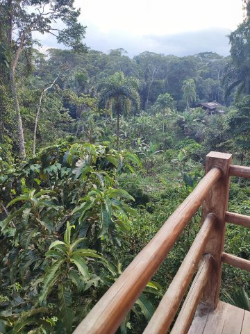 Wisdom Forest-官方