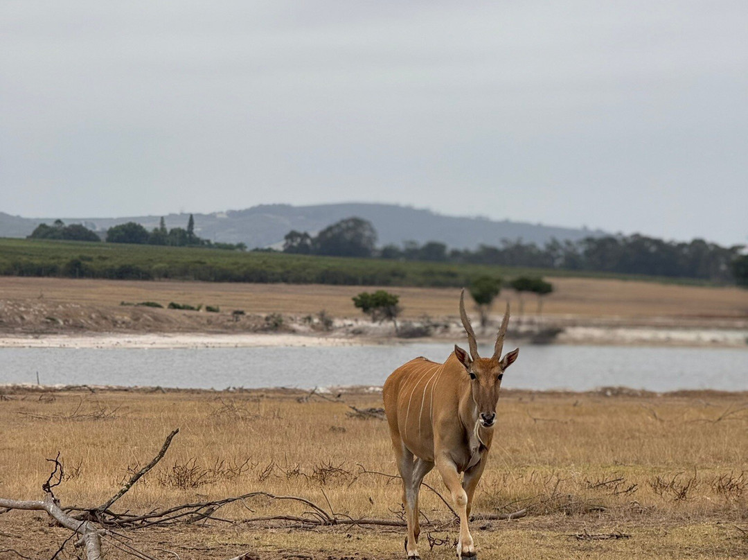 Villiera Wines-Koelenhof必去景点