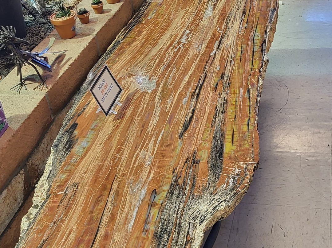 Jim Gray's Petrified Wood Co.-霍尔布鲁克必去景点