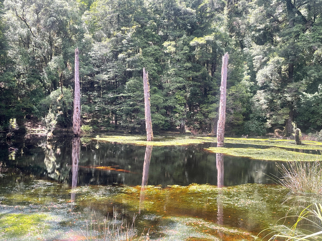 The Tarkine Drive景点图片