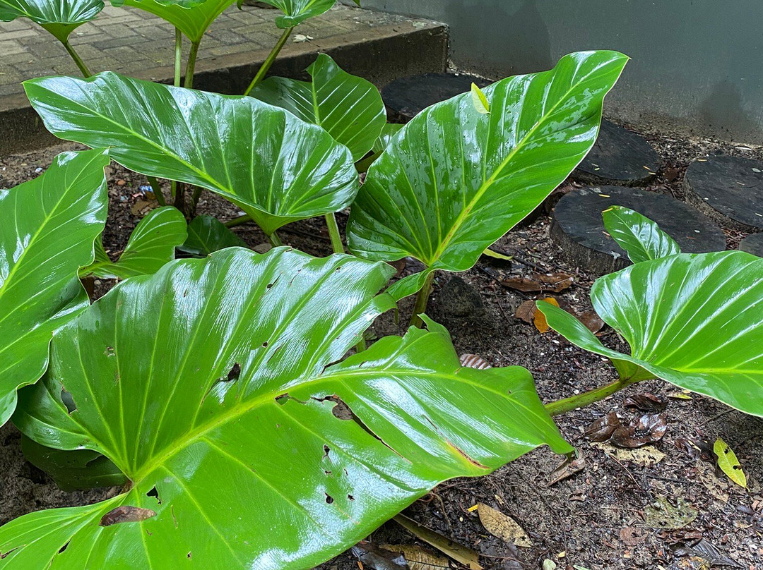 Museu Paraense Emílio Goeldi-贝伦必去景点