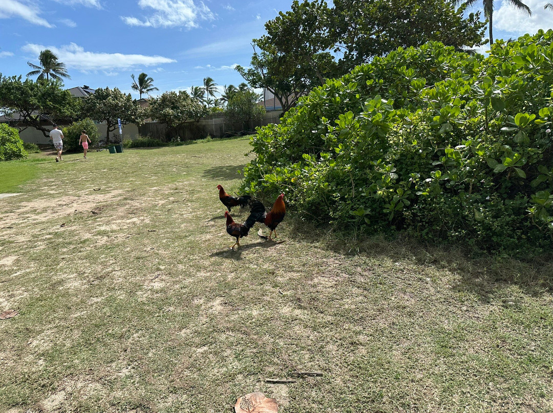卡拉玛海滩公园-科纳必去景点