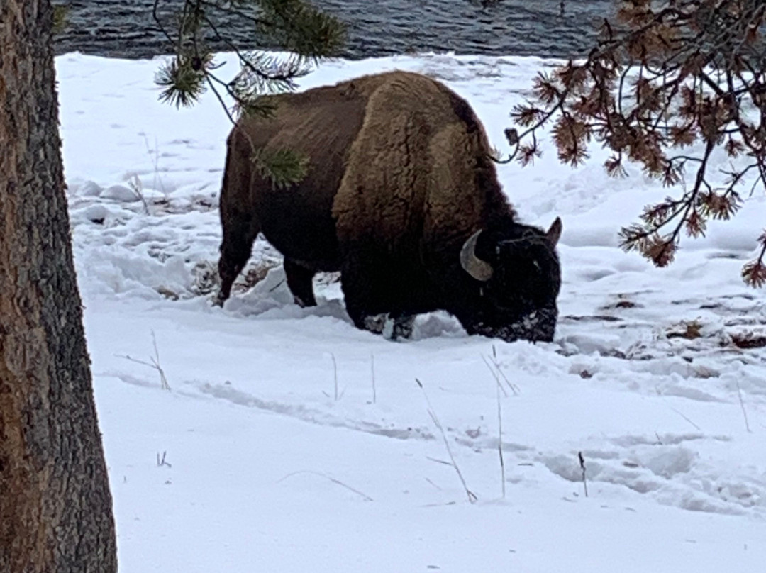 Yellowstone Expeditions-西黄石镇必去景点