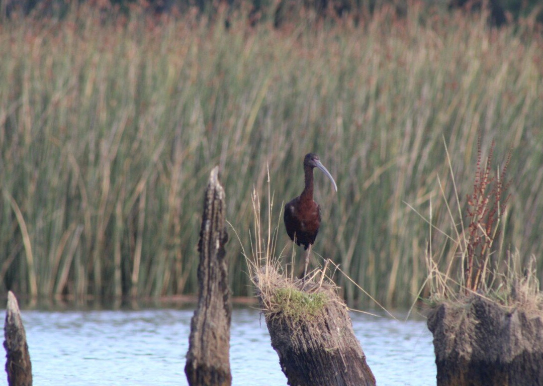 Rio Vivo-瓦尔迪维亚必去景点
