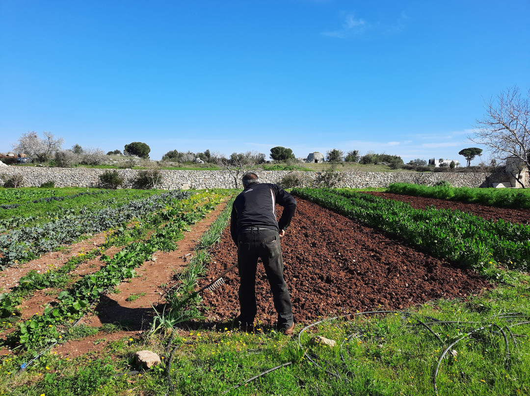 Masseria San Cosimo主图