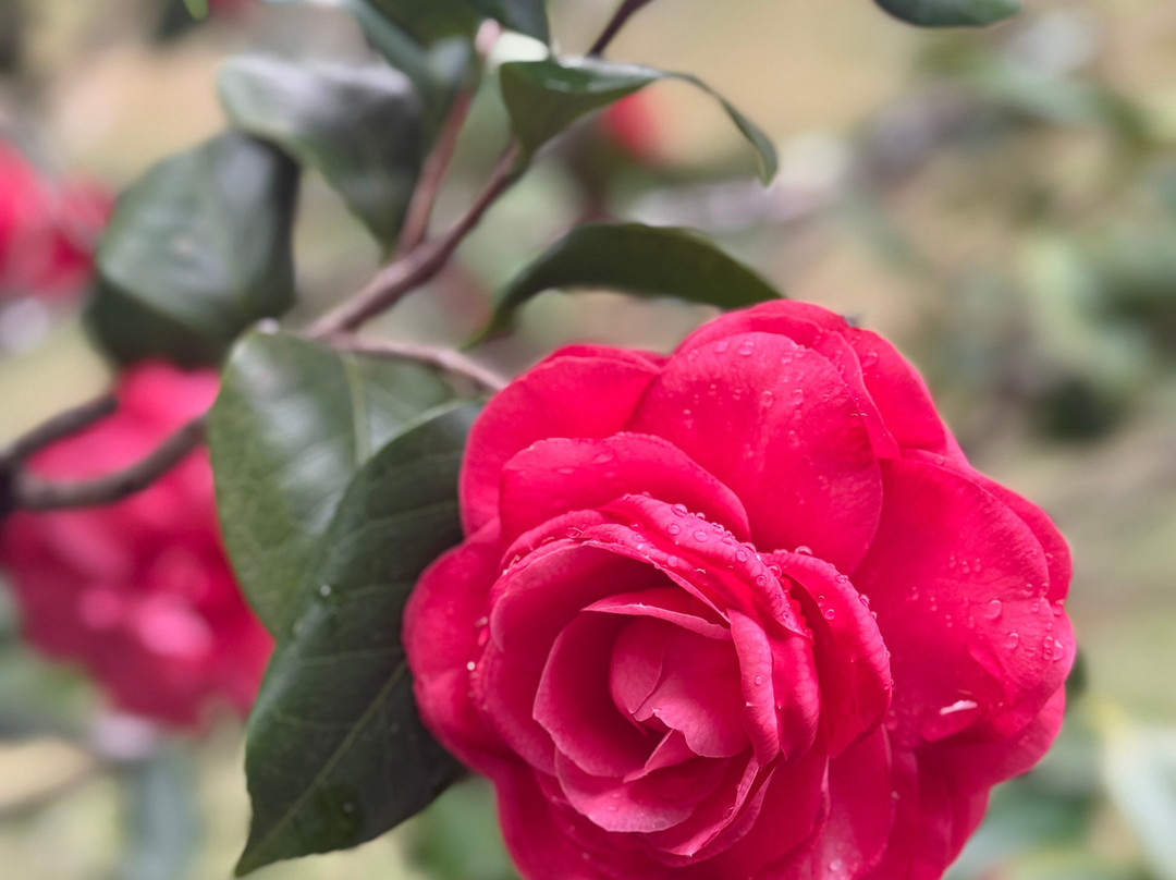 Camellia Rose Inn主图