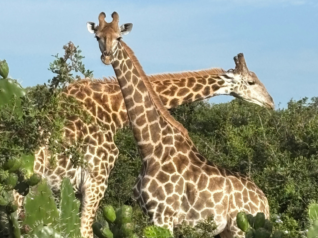 Sibuya Game Reserve - Private Day Trips-Kenton-on-Sea必去景点