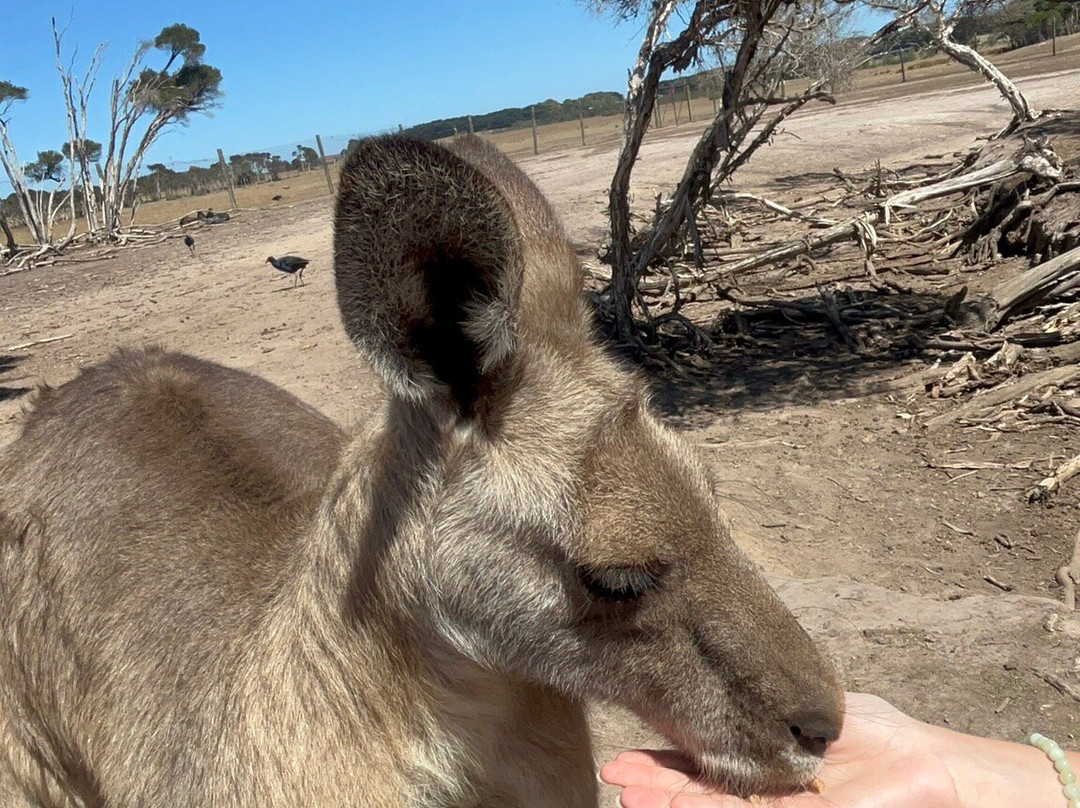 菲利普岛野生动物园-考斯必去景点
