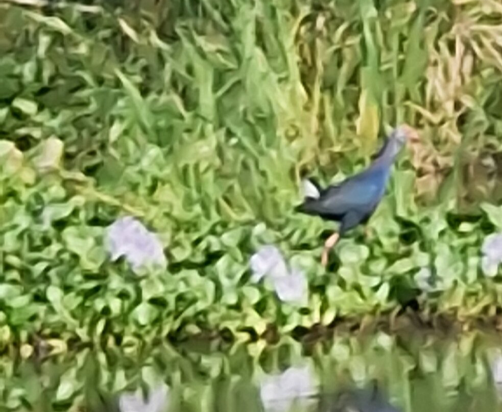 Kalametiya Bird Watching & Ecotourism景点图片