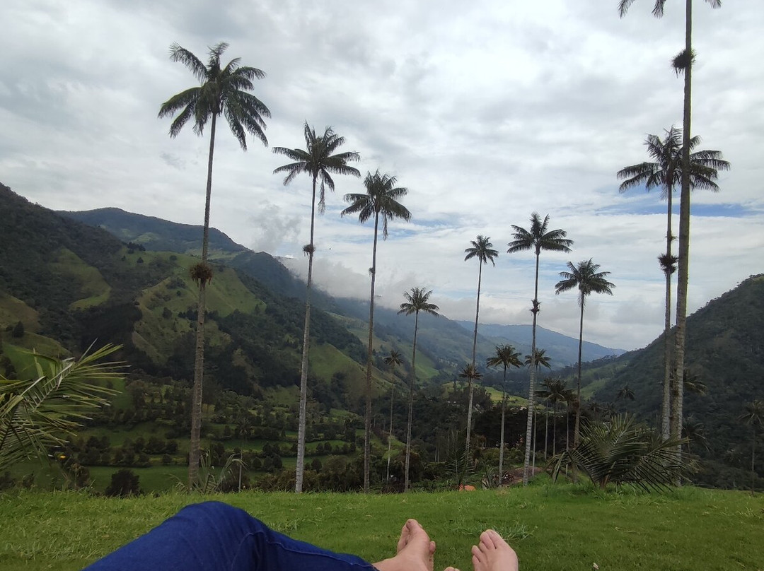 Bosques de Cocora-萨伦托必去景点