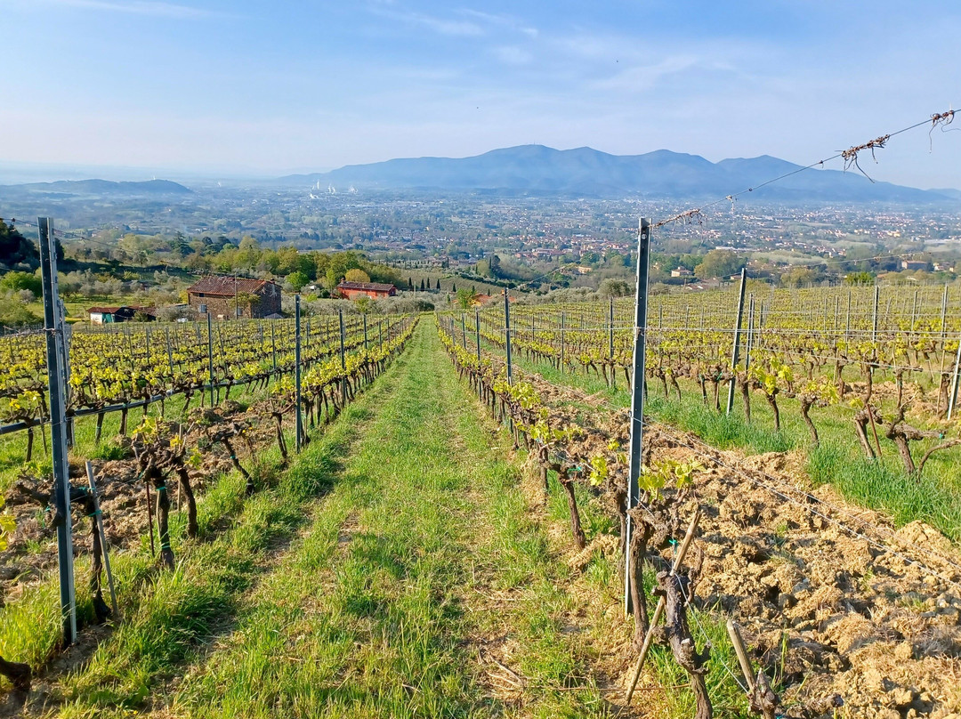 Tenuta Mazzarosa - San Pietro