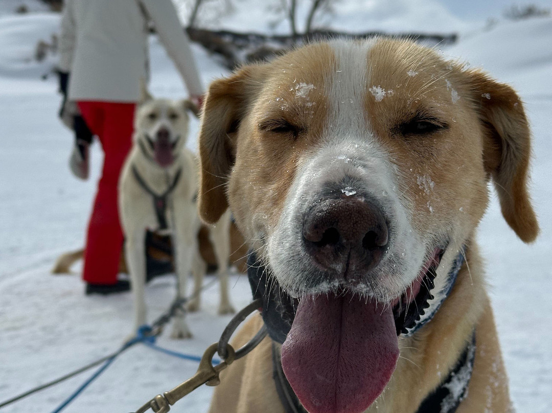 Grizzle-T Dog & Sled Works-斯廷博特斯普林斯必去景点