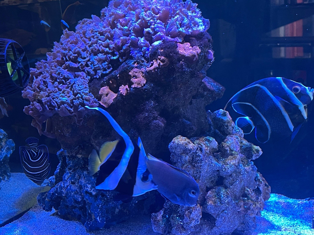 Sea Museum-阿里卡必去景点