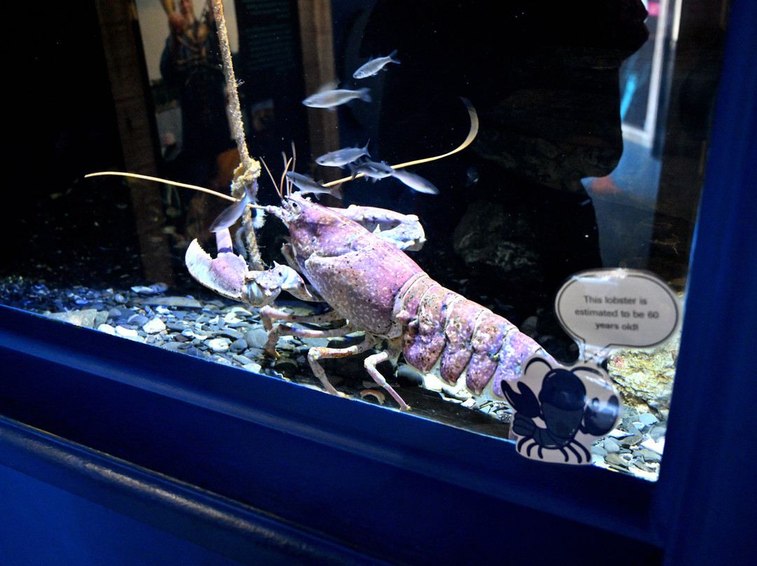National Lobster Hatchery-帕兹托必去景点