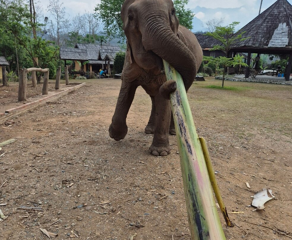 Elephant Village Sanctuary & Resort-琅勃拉邦必去景点