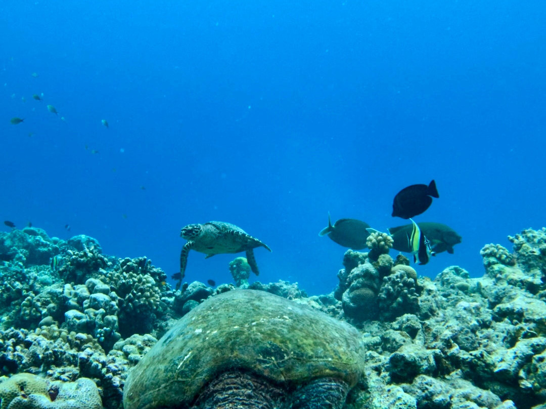 Ocean Mantra Retreats景点图片
