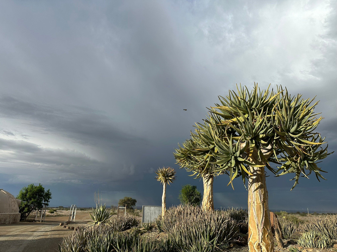 Quivertree Forest and Giant's Playground景点图片