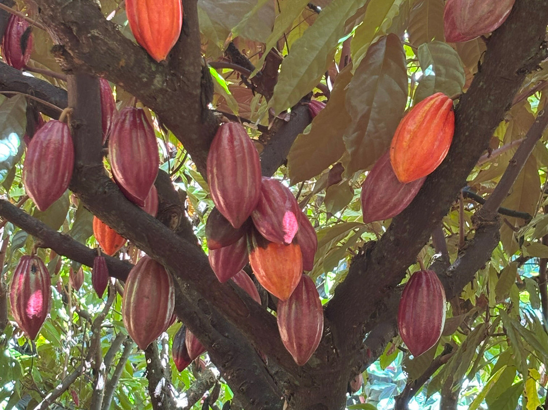 Hamakua Chocolate Farm景点图片