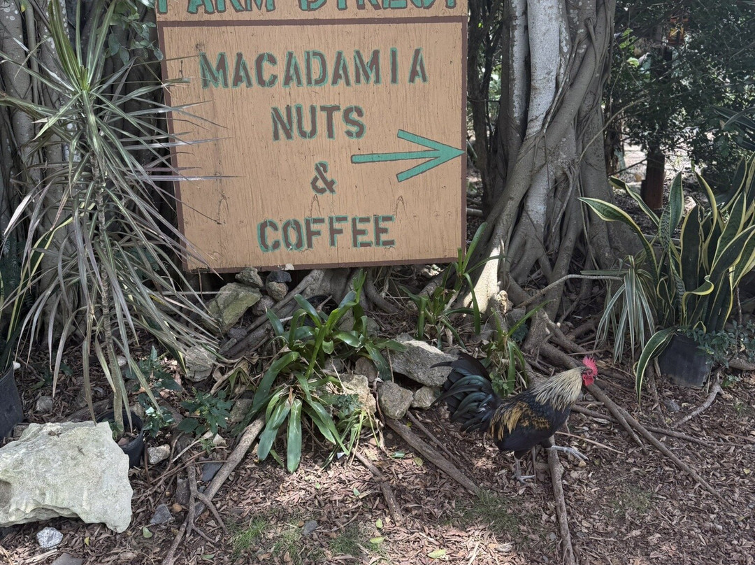 North Shore Macadamia Nut Company-哈雷瓦必去景点