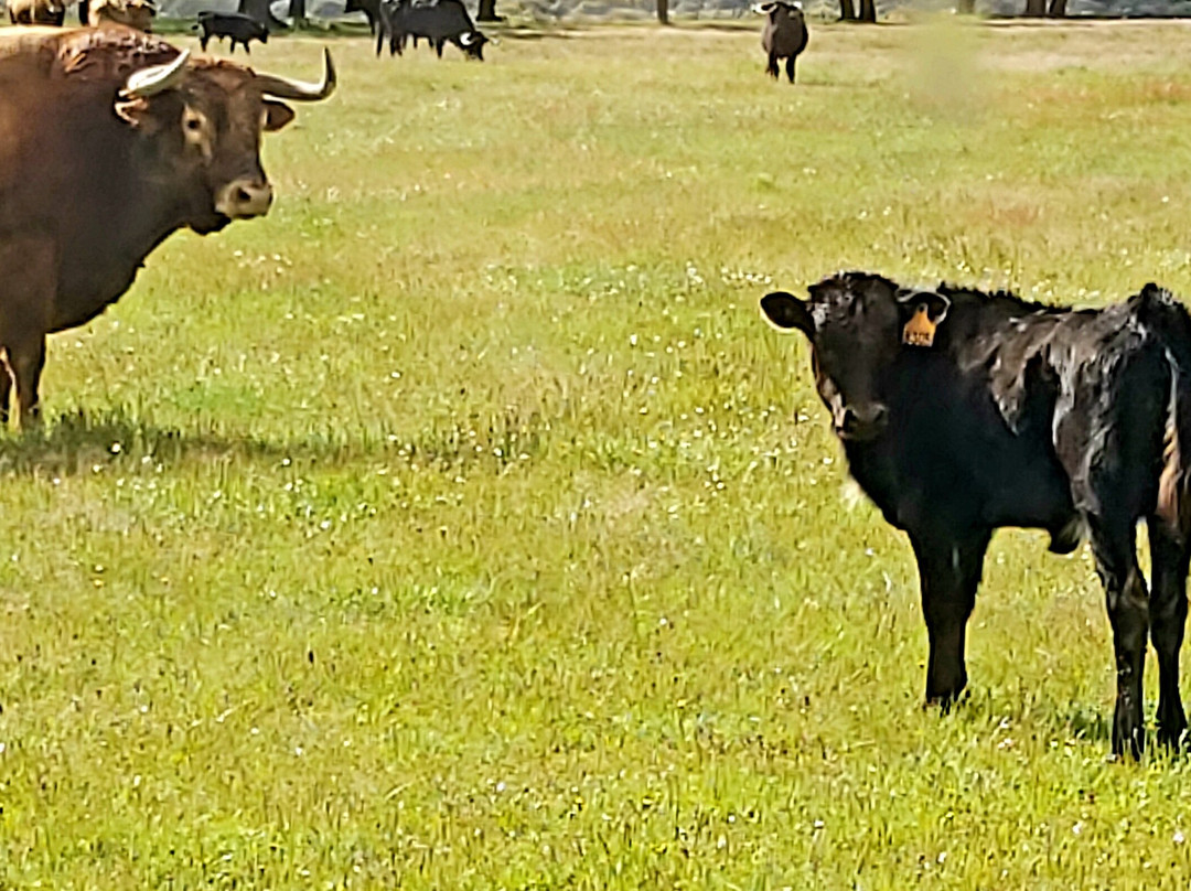 Ganaderia Antonio Palla-Ledesma必去景点