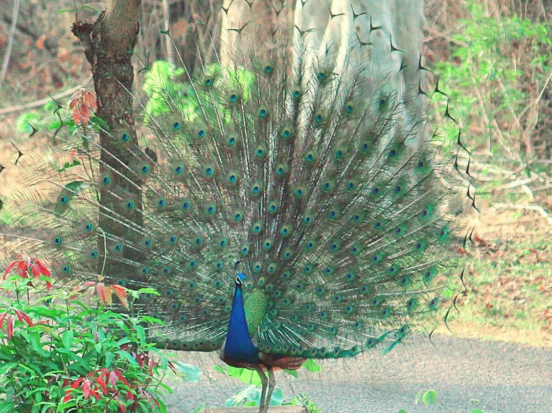 Tadoba Safari Stay Nature's Sprout主图