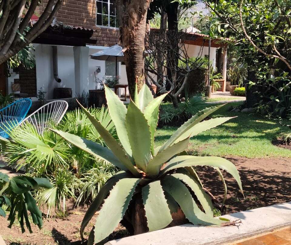 Casa Limon Malinalco主图