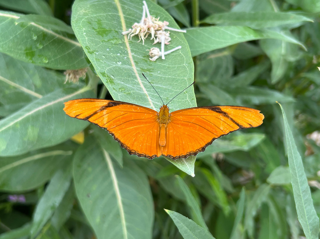 The Butterfly Haven-Pingree必去景点