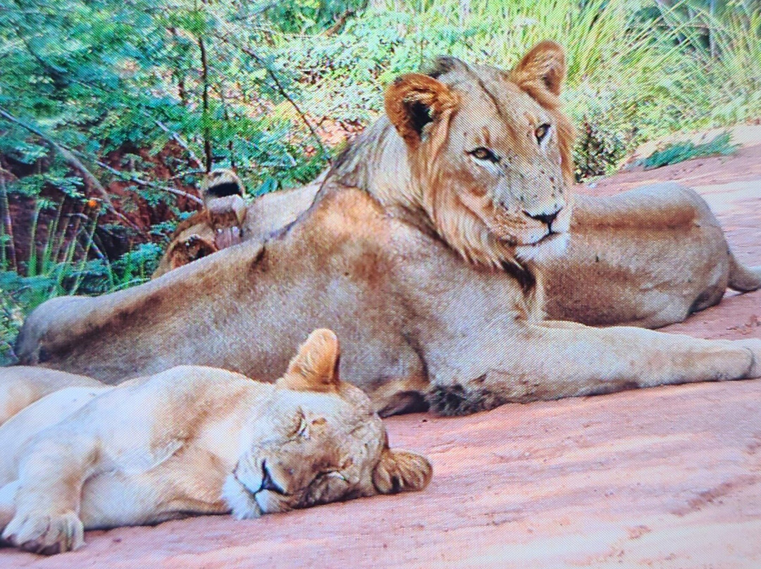 2 Day Akagera Wilderness Safari Overnight safari Resort景点图片