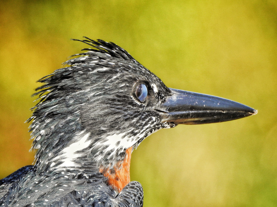 The Kruger Safari Co.-司库库札必去景点