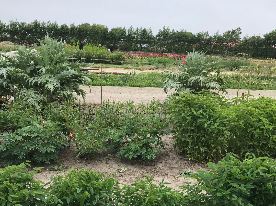 Snijbloemen Pluktuin Bakkum景点图片