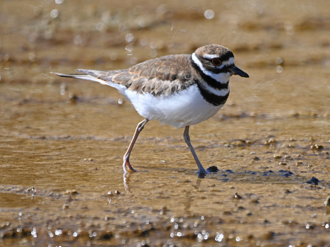 In Our Nature Guiding Services-加德纳必去景点