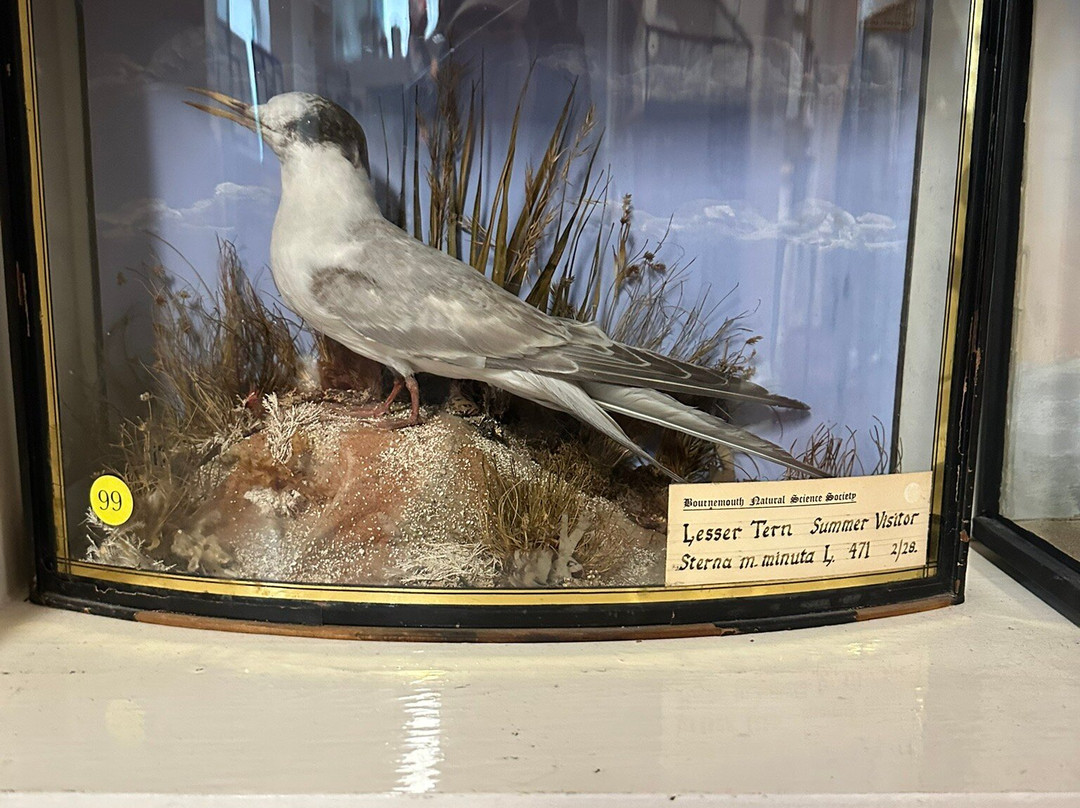 Bournemouth Natural Science Society-伯恩茅斯必去景点