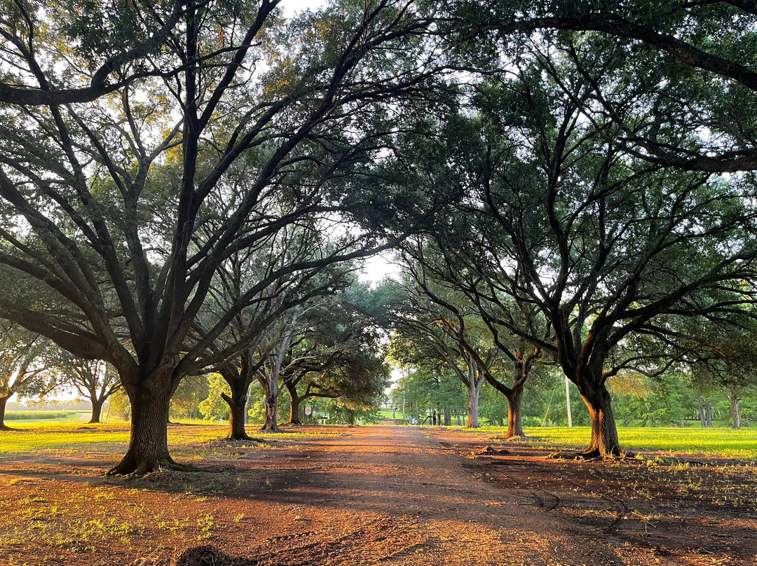 Loyd Hall Plantation主图