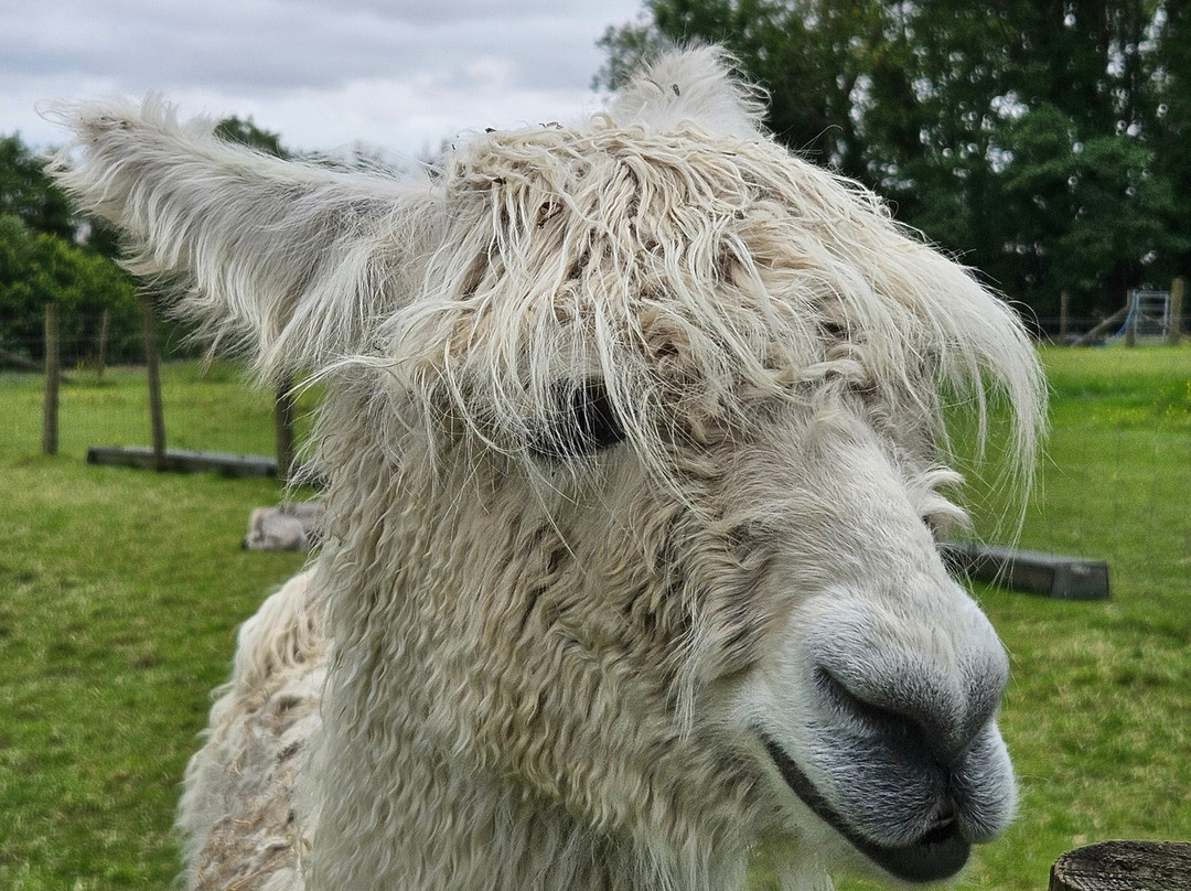 Bardsea Alpacas And Llamas景点图片