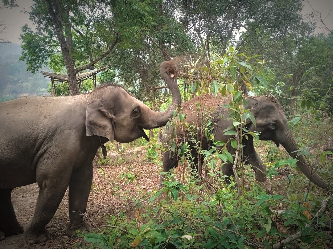 Blue Daily Elephant Care Sanctuary景点图片