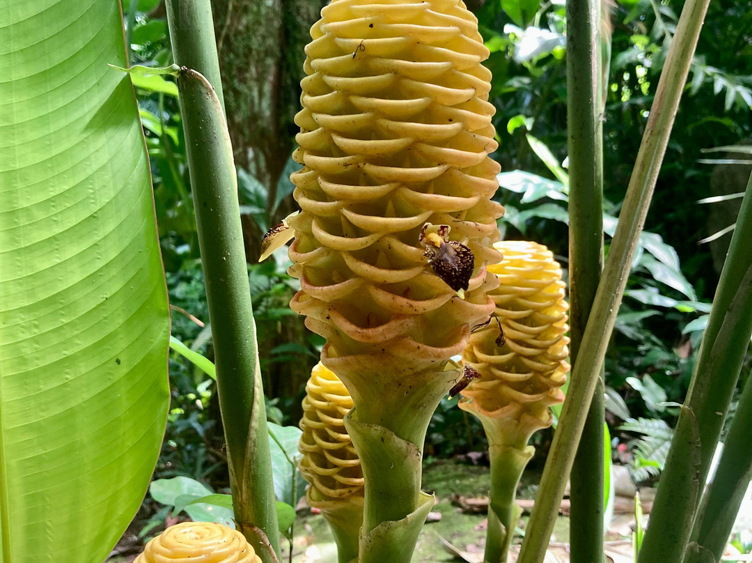 Jardin de Cantamerle-Capesterre-Belle-Eau必去景点