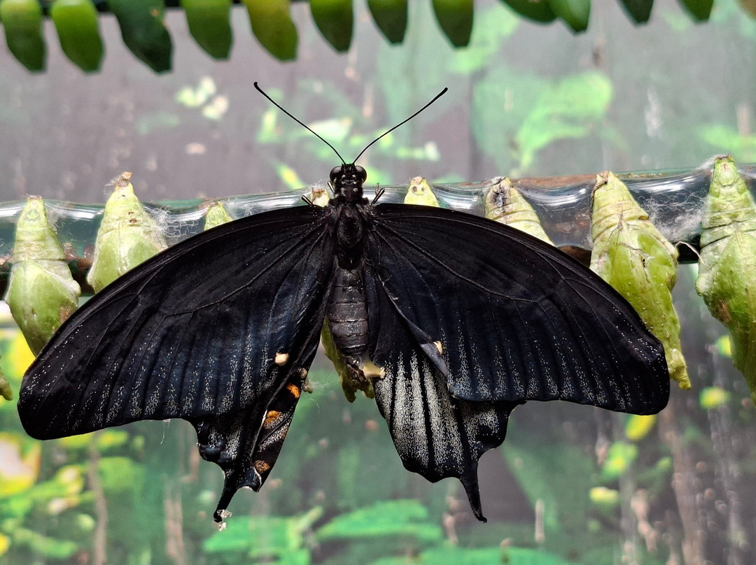 Fjarilshuset (Butterfly House)-斯德哥尔摩必去景点