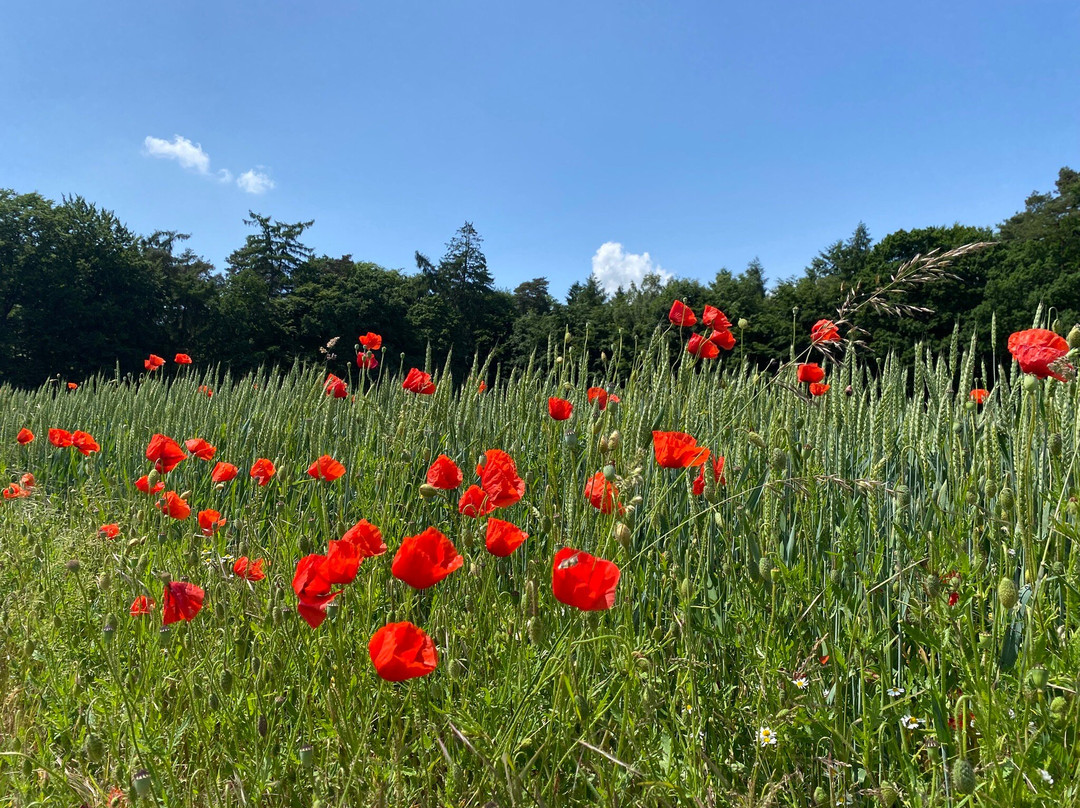 Wildpark Diedrichsburg-梅勒必去景点