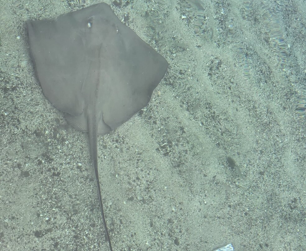 El Cadejo Marino-Playa Panama必去景点