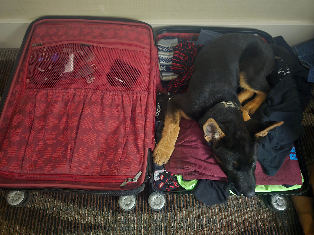 Radisson Hotel Edmonton Airport主图