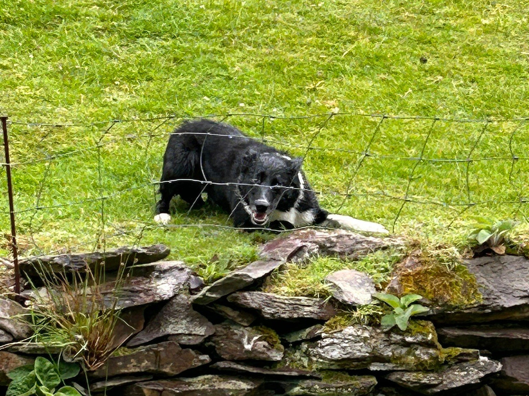 Kells Sheepdogs Ring of Kerry-Kells必去景点
